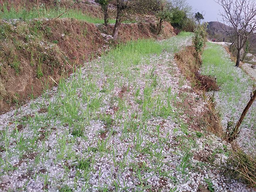 असिनाले तरकारी खेतीमा क्षति