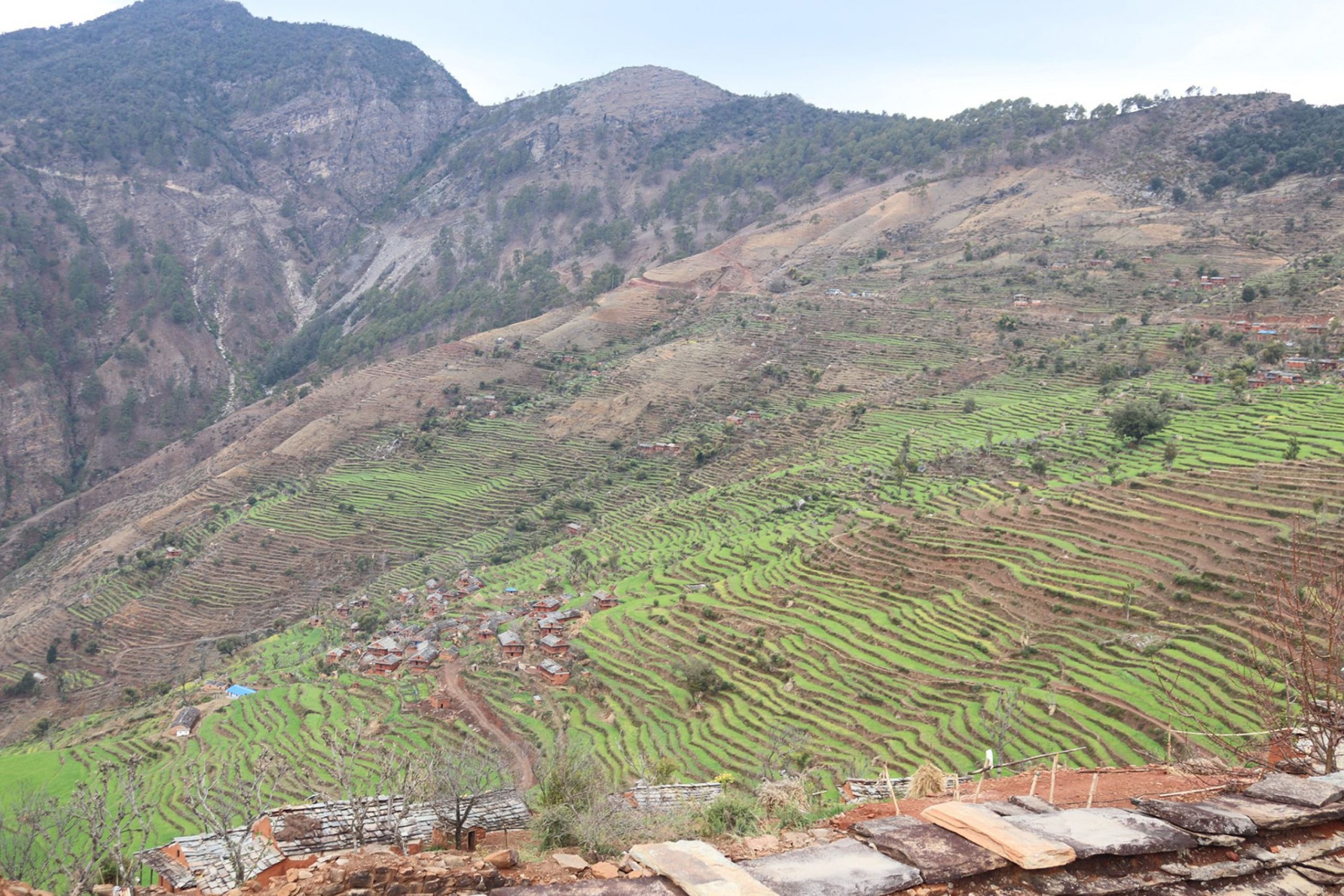 हरियो भयो गहुँबाली (फोटो फिचर)