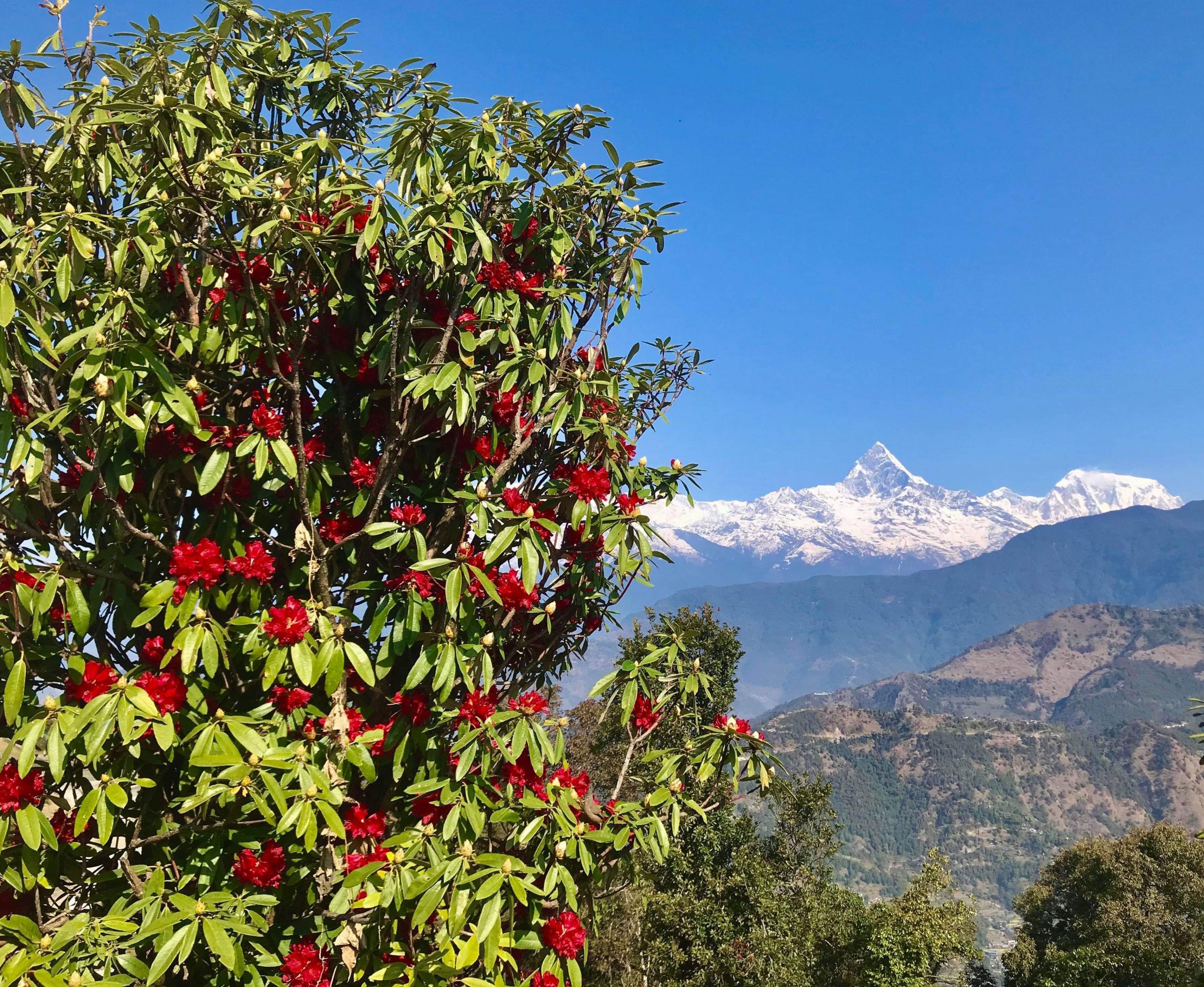वसन्त ऋतु लागेपछि काहुँडाँडामा फुलेको लालीगुँरास (फोटो फिचर)