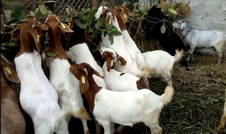 फुटबलर बाख्रापालनमा