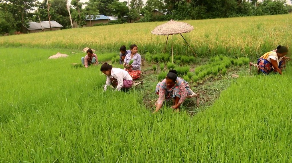 चैते धान रोप्ने तयारी गर्दै किसान