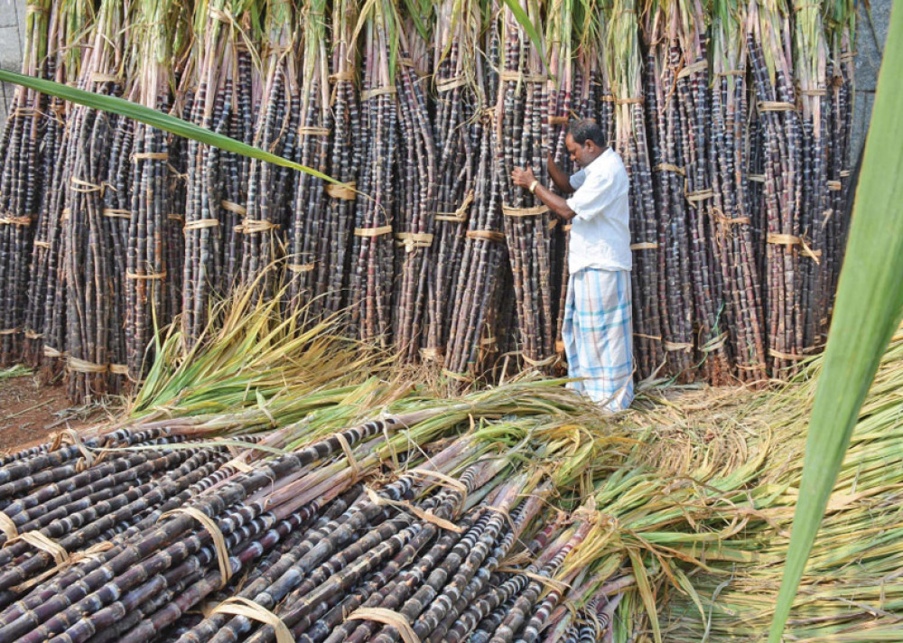 उखु अभावमा चिनी उद्योग बन्द