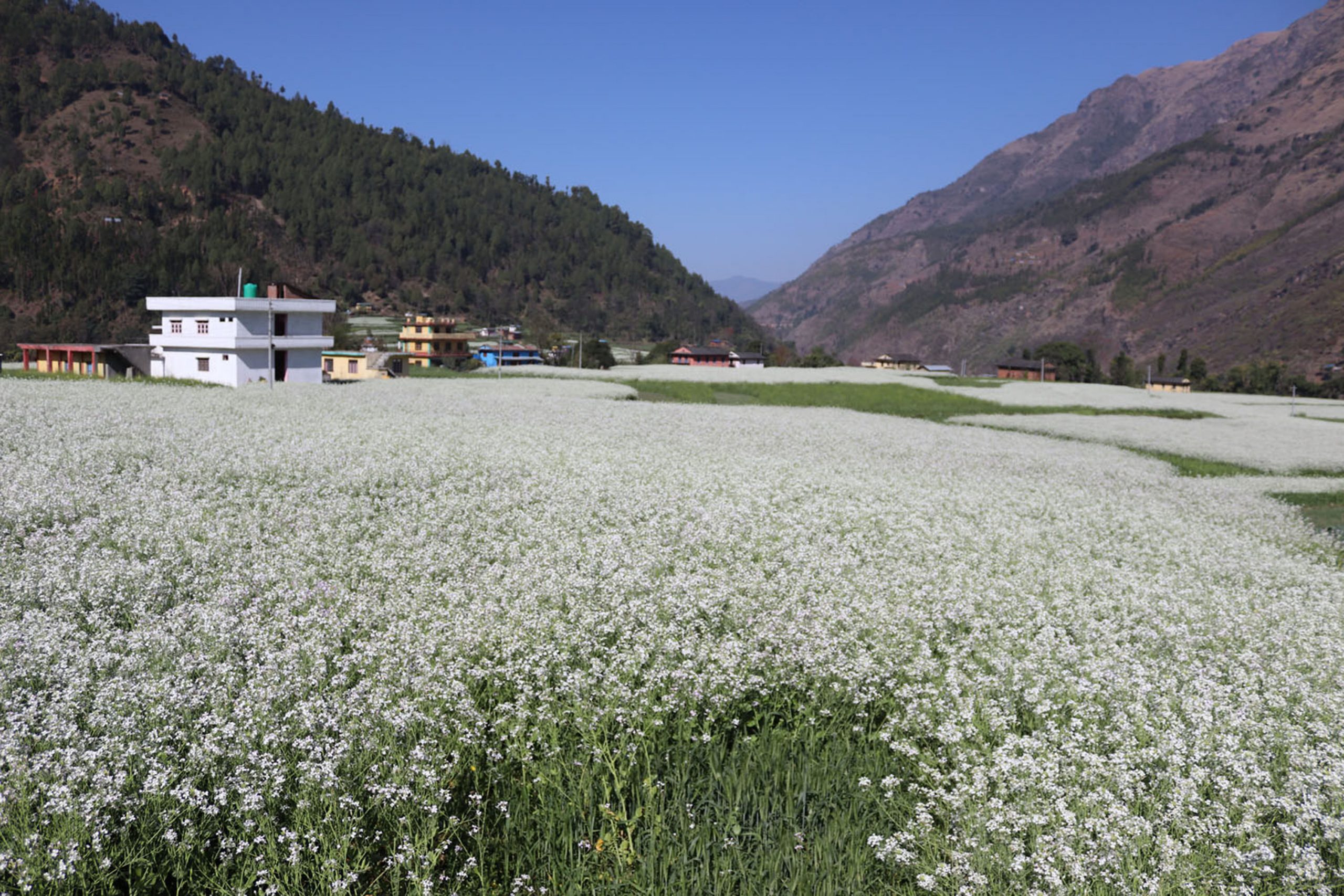 बीउ उत्पादनका लागि लगाएको मुला