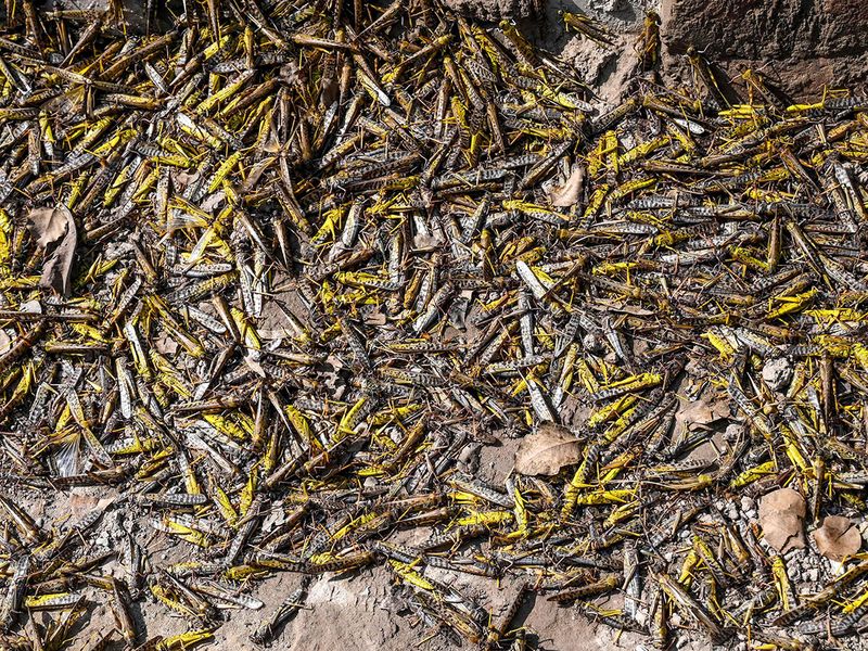 Pakistan struggles to combat devastating locust plague