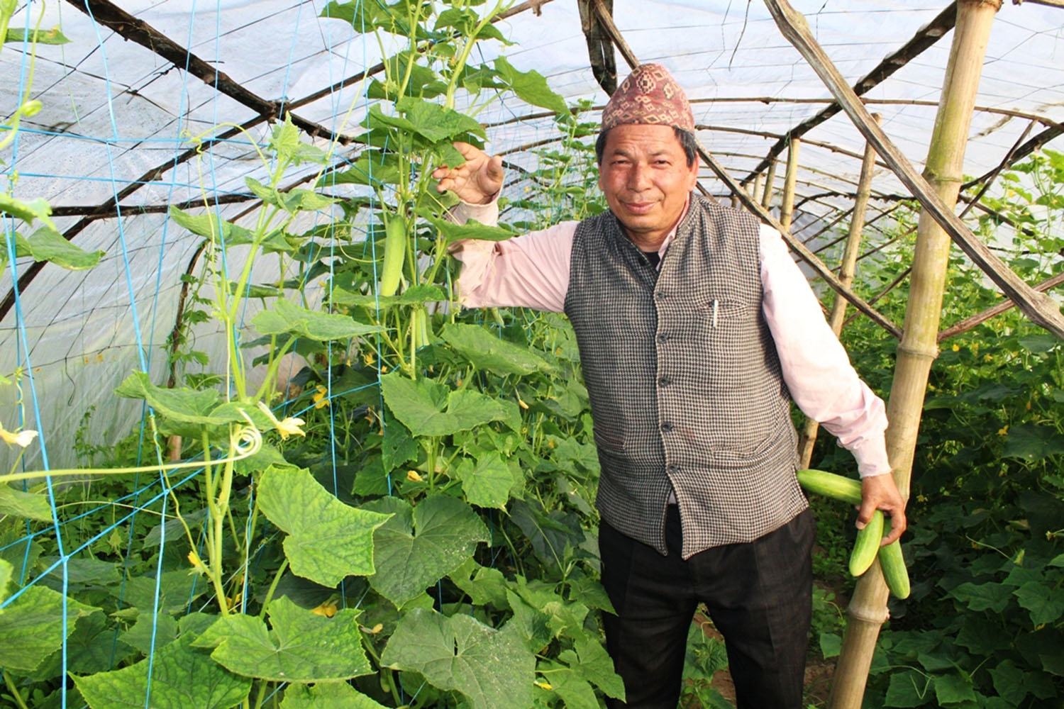 वडाध्यक्ष काँक्रा खेतीमा (फोटो फिचर)