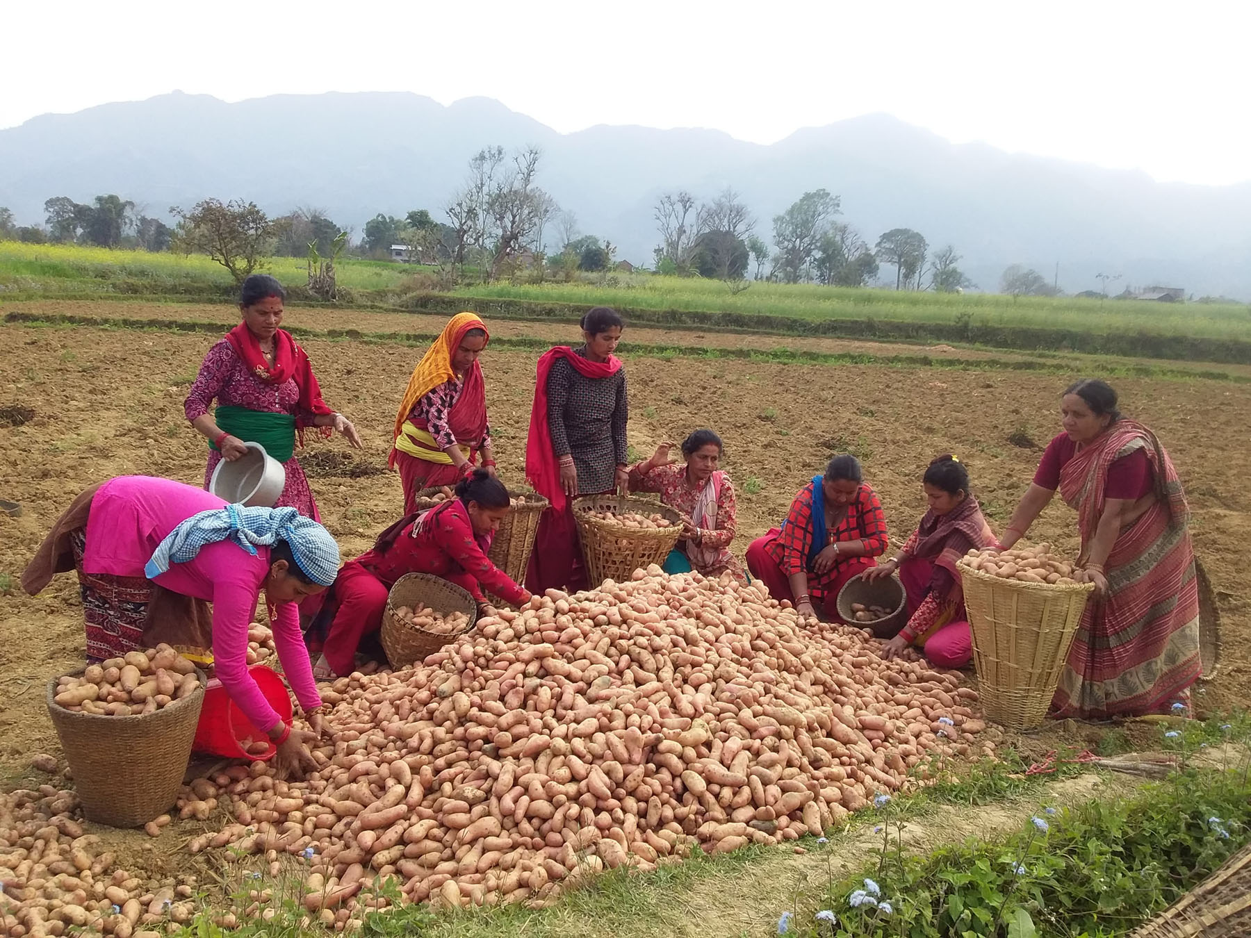 महिला समूहले उत्पादन गरेको आलु