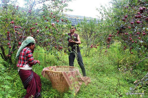 स्याउ किसानले पाए क्षतिपूर्ति