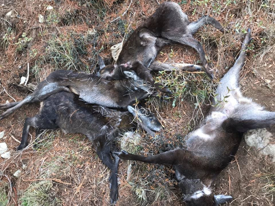 सगरमाथा राष्ट्रिय निकुञ्जमा ६ मृग मृत फेला