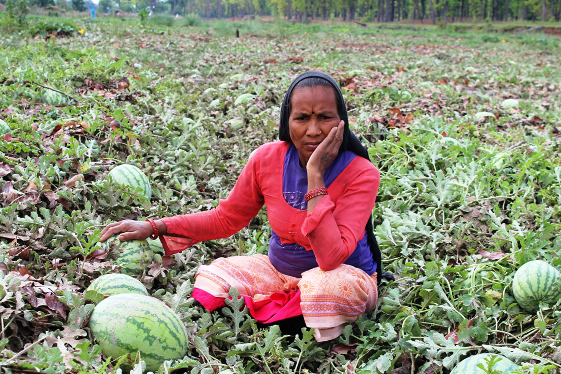 क्षति पुगेको तरबुजा नियाल्दै  महिला