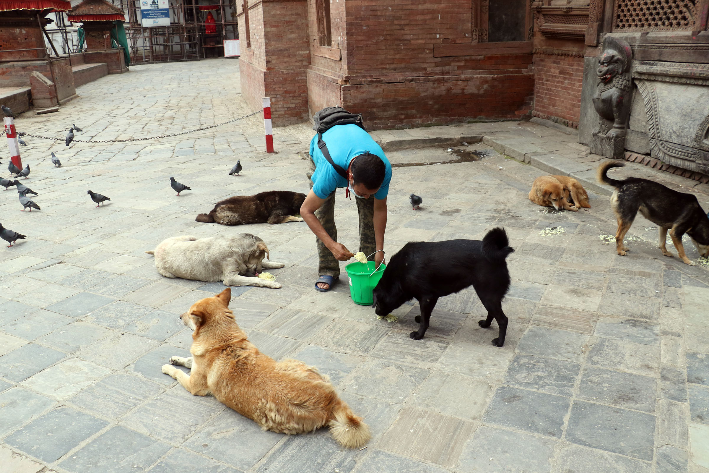 कुकुरलाई खाना दिँदै
