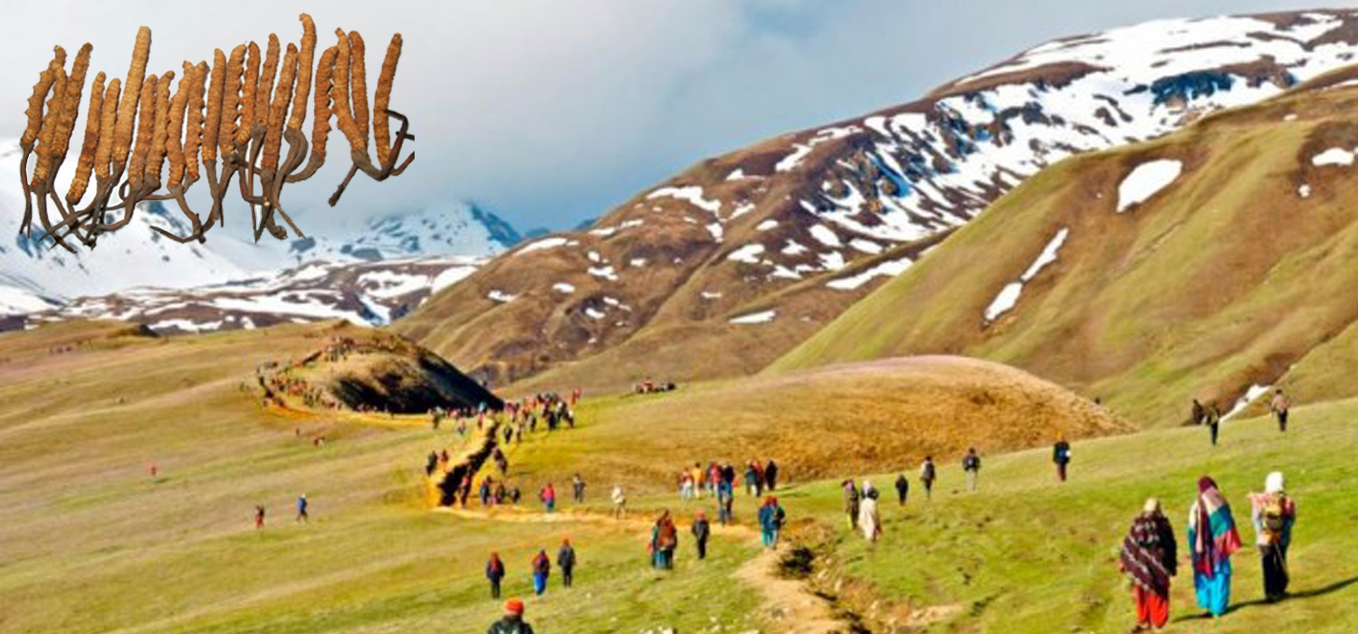 कोरोनाका कारण यार्सा टिप्न प्रतिबन्ध