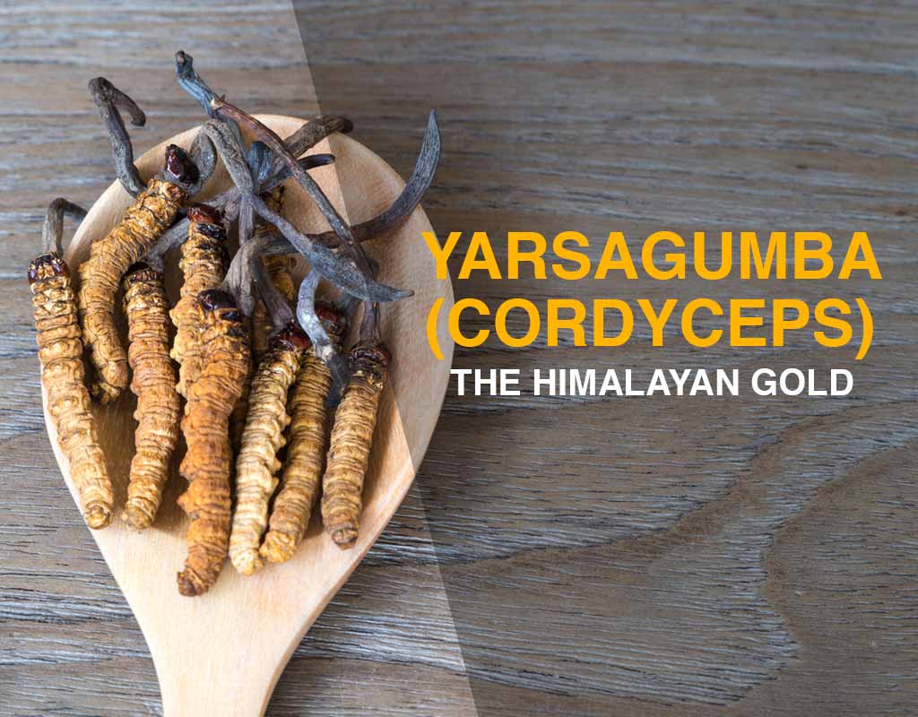 No yarshagumba picking this year