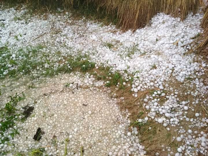 पन्ध्र लाखको तरकारी बाली असिनापानीले सखाप