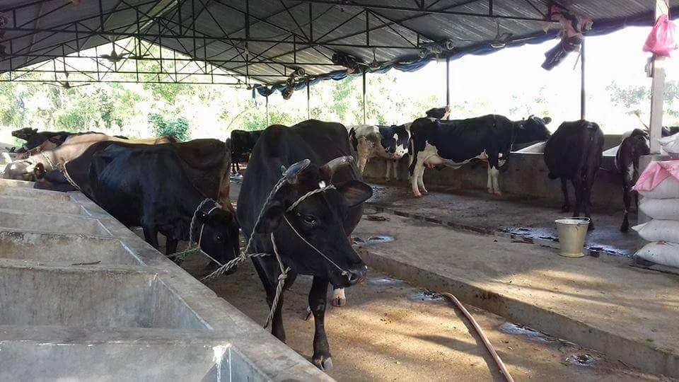 कोरोनाको कहर किसानमा : दानाको अभाव, दूध उत्पादन घट्यो