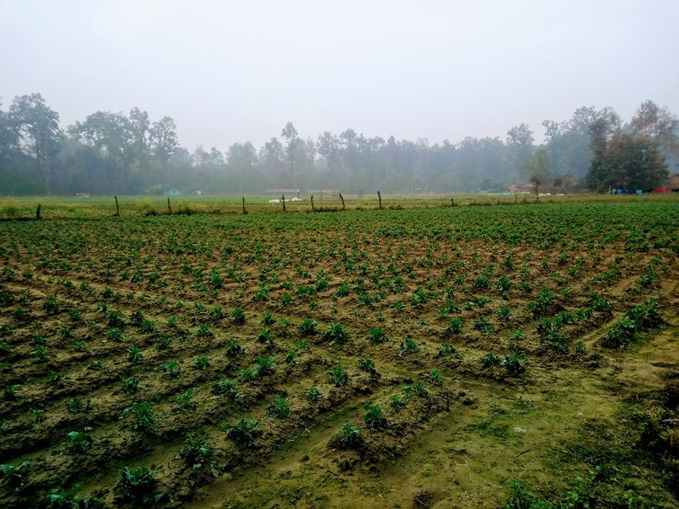 बारीमै कुहिन थाल्यो तरकारी