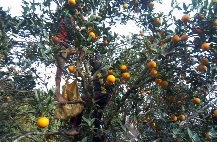 जुनारमा असिना र औँसा : किसानको आशामा निराशाको बादल