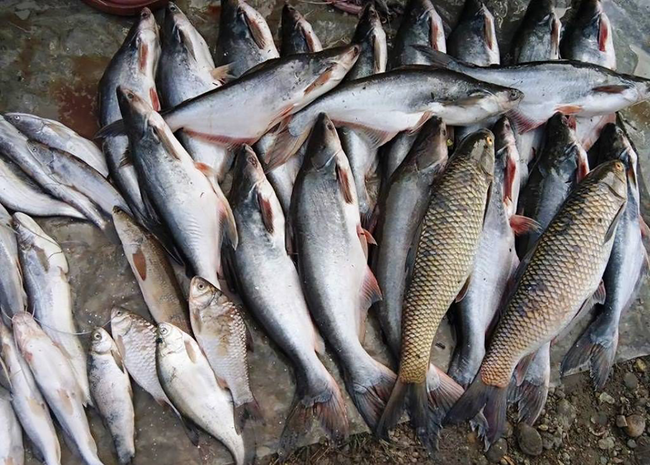 माछा बिक्री नहुँदा किसान मर्कामा