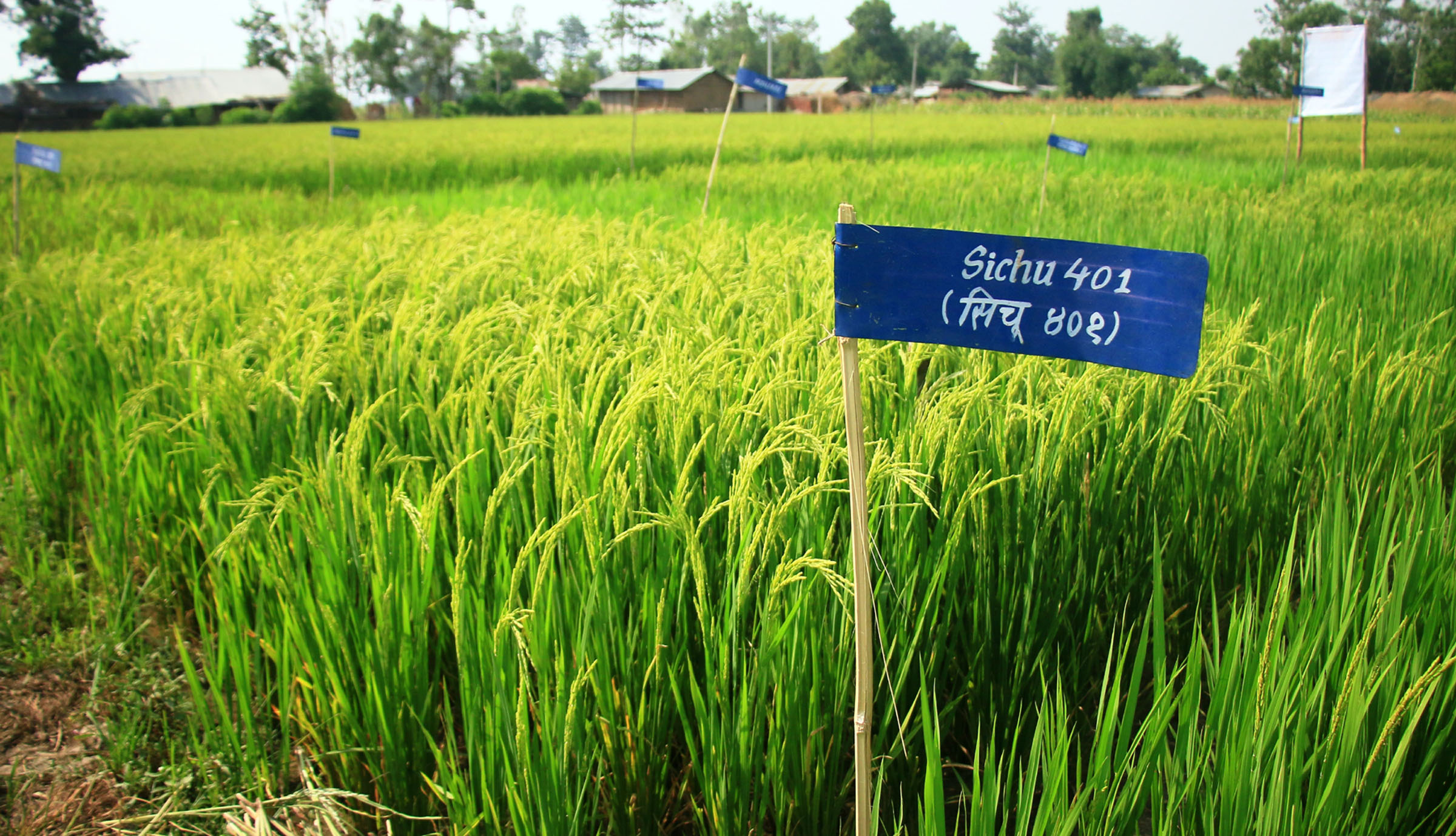किसानको खेतमा पसाएको चैते धान