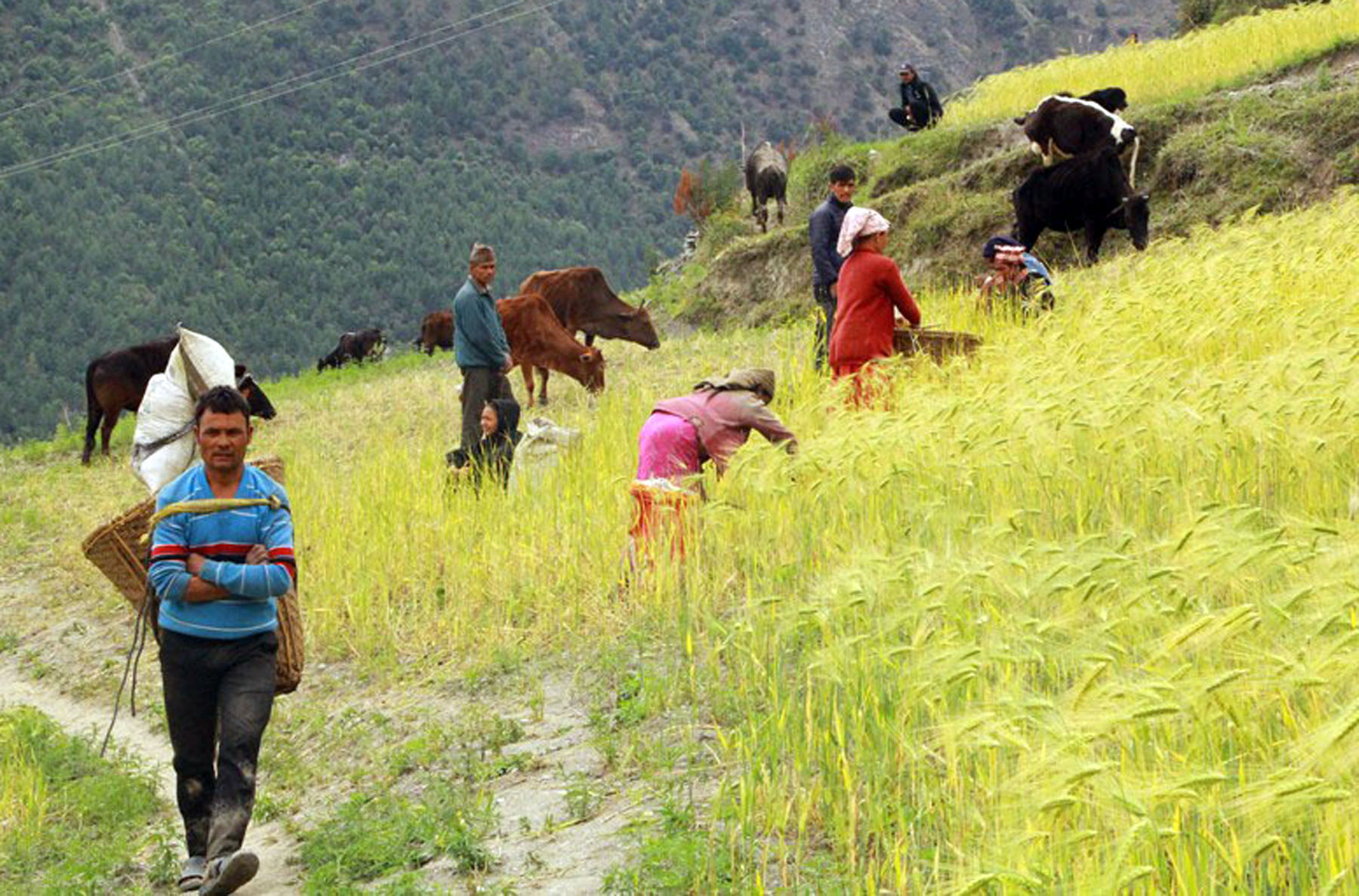 जौ बाली भित्र्याउँदै कृषक