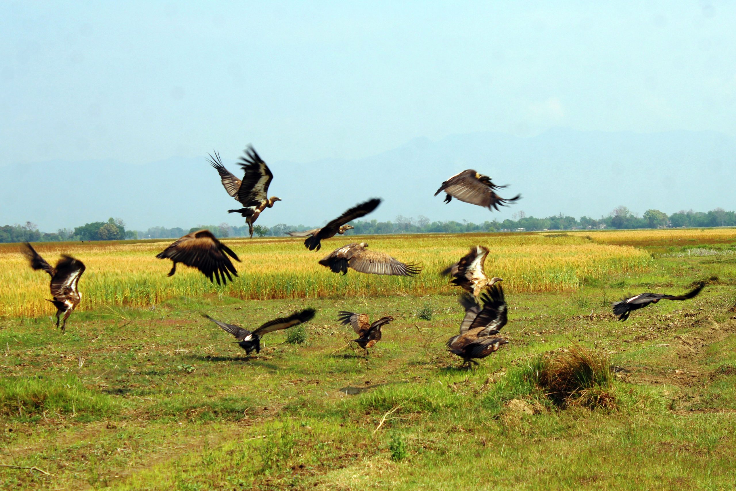 लोपोन्मुख गिद्ध