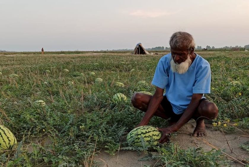 खेतमै कुहिन थाल्यो तरबुजा