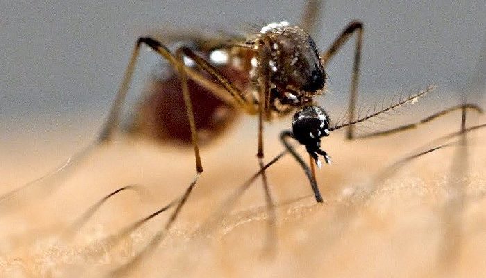 डेङ्गुका बिरामी भेटिएपछि लामखुट्टेको बासस्थान नष्ट गर्न अभियान