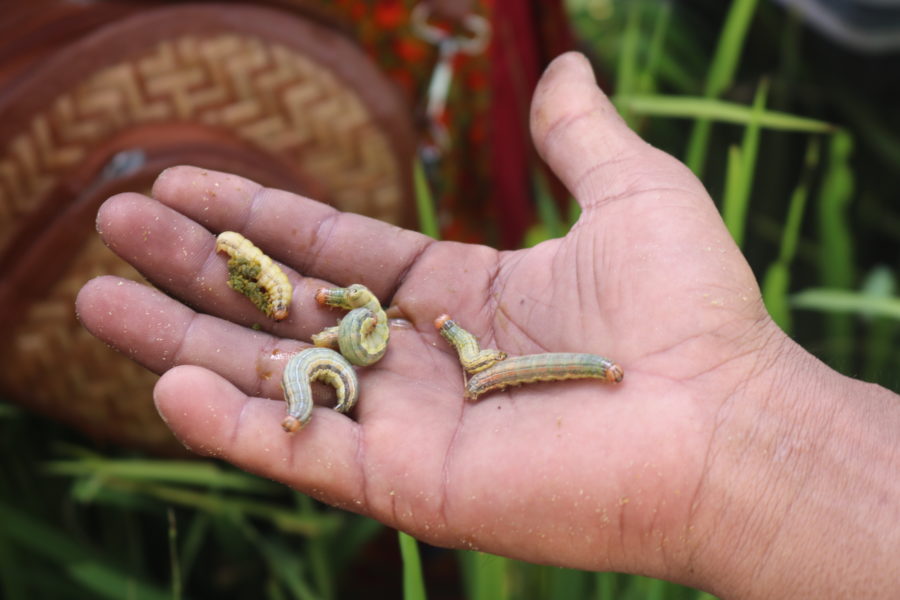 फौजी कीराको प्रकोपले मकै बालीमा क्षति