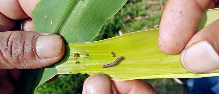 मकैमा फौजी किराको प्रकोपले  कृषक चिन्तित