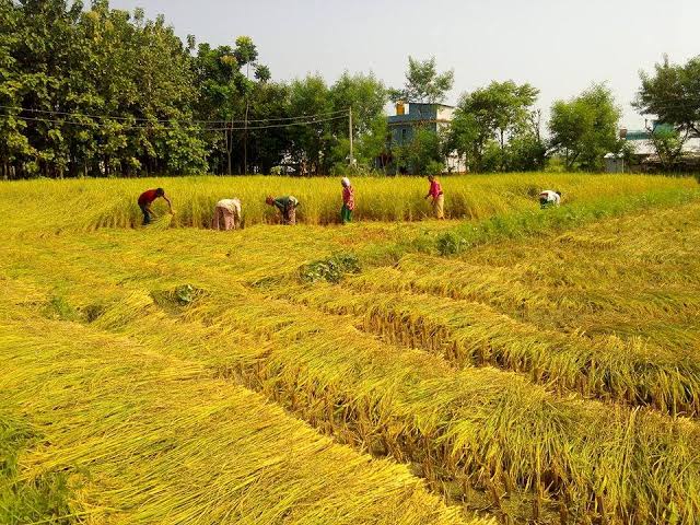 ४० मुरीभन्दा बढी धान फलाए रु एक लाखको पुरस्कार