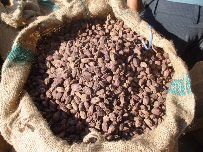 भण्डारमै थन्कियो अलैँचीः किसान मर्कामा