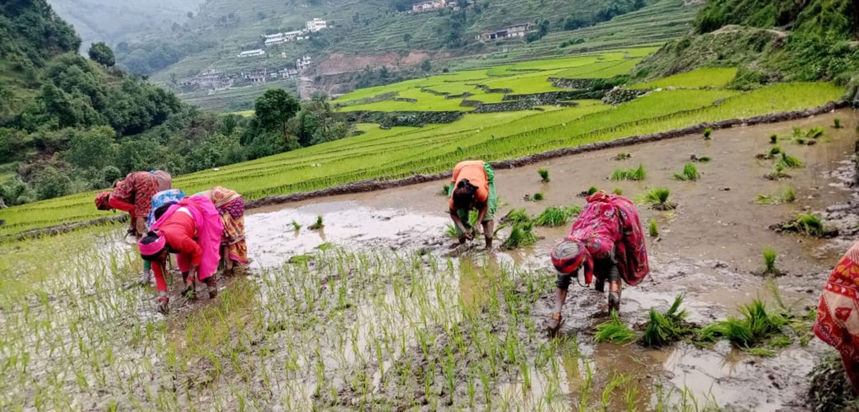 रोपाइँको मुखमा मलको अभाव