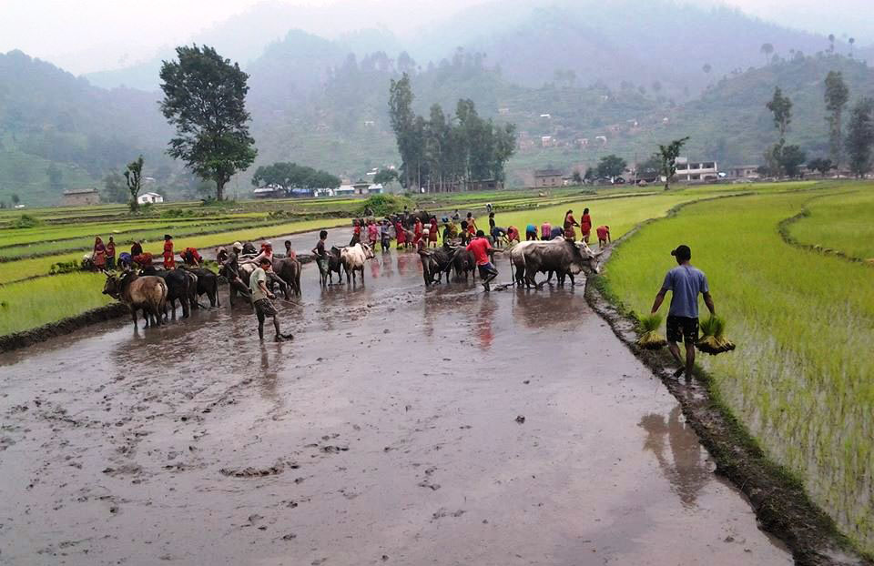 धमाधम रोपाइँ गर्दै किसान