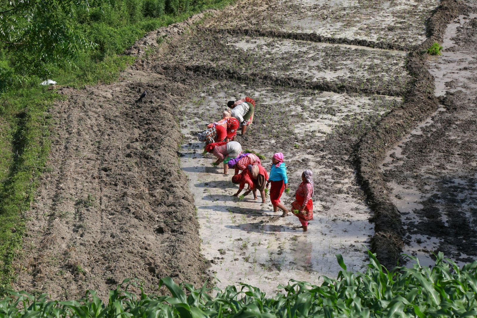 ‘खेती गर्ने बेला भो, रासायनिक मल छैन