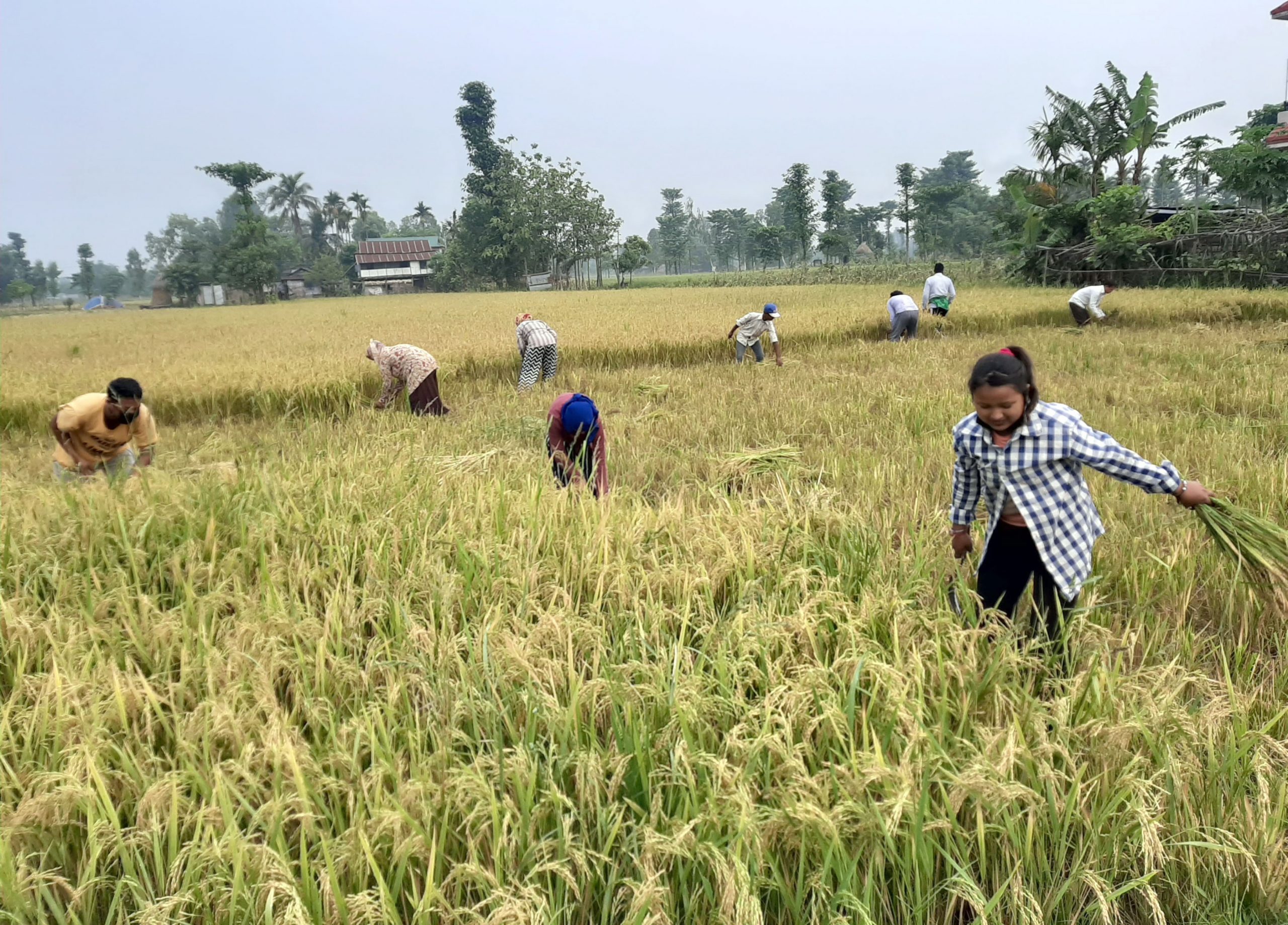 किसानलाई धान भित्र्याउन चटारो