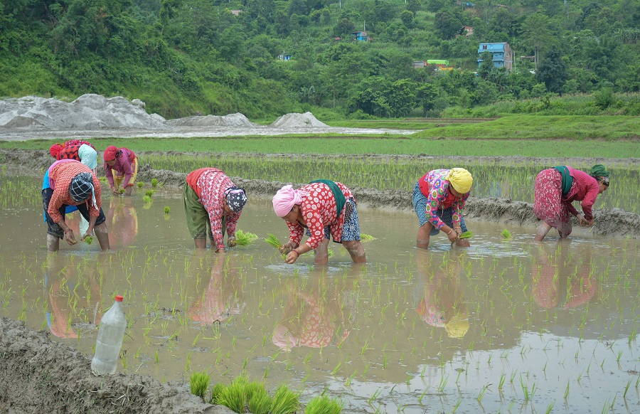 भक्तपुरमा ६५ प्रतिशत रोपाइँ सकियो