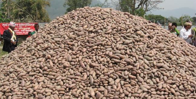 किसानले आलुको मूल्य नै पाएनन्