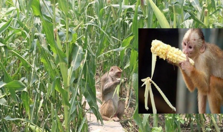 बाँदर धपाउन किसानलाई उपकरण वितरण