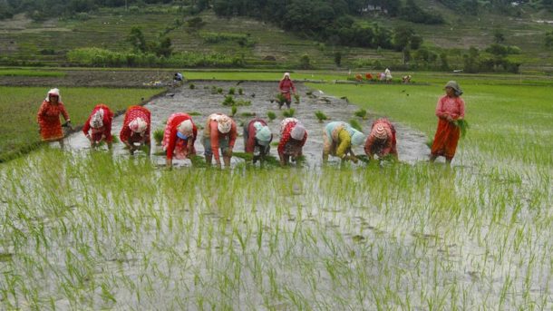 पाल्पामा ४० प्रतिशत धान रोपाइँ