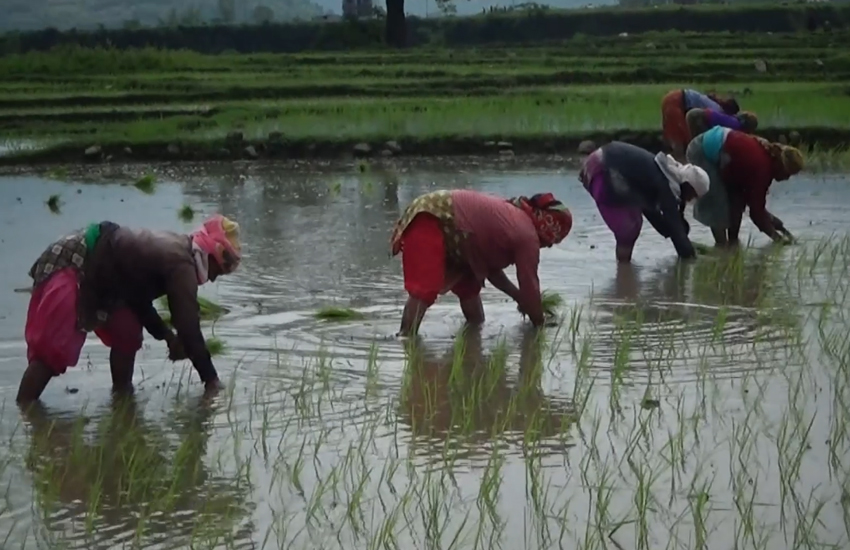 कर्णालीमा ३९ प्रतिशत धान रोपाइँ