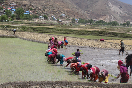 जुम्लामा मार्सी धान रोपाइँको चटारो