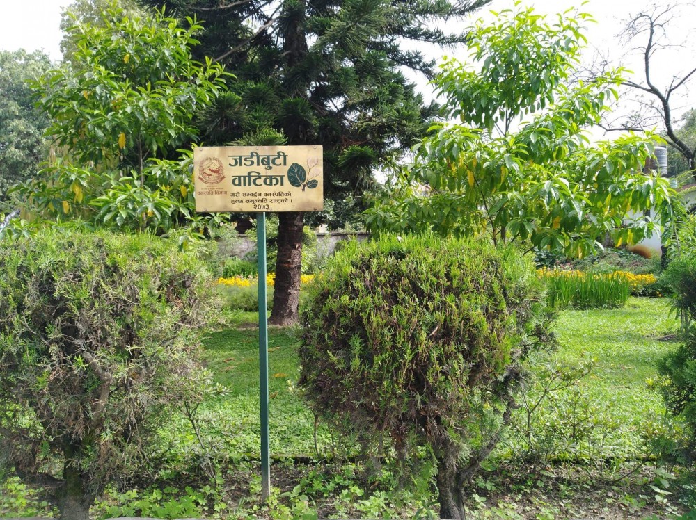 संस्कृत विश्वविद्यालयमा जडीबुटी उद्यान