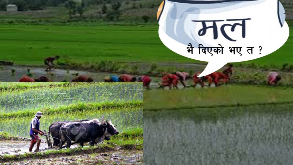रोपाइँमा मल अभाव