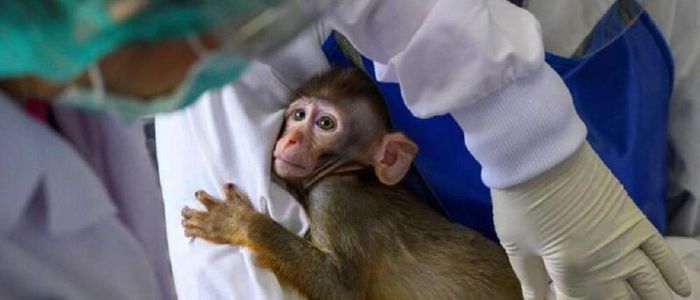 मोडर्नाको खोपले बाँदरमा राम्रोसँग काम गरिरहेको छ – अध्ययन