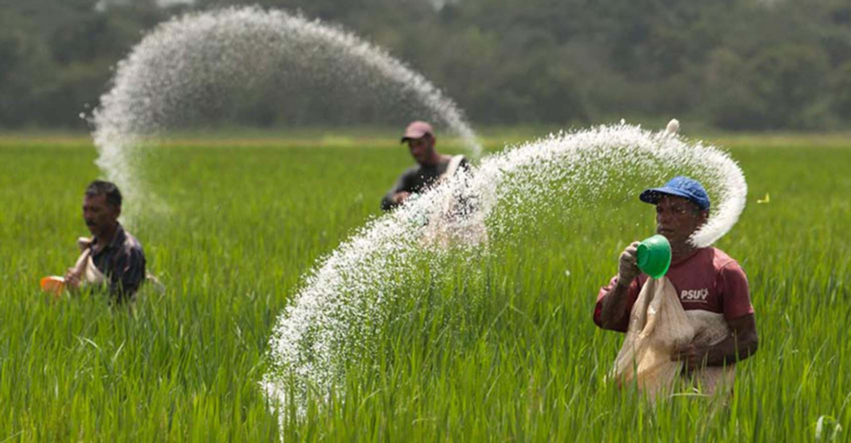 कैलालीमा रासायनिक मल अभाव