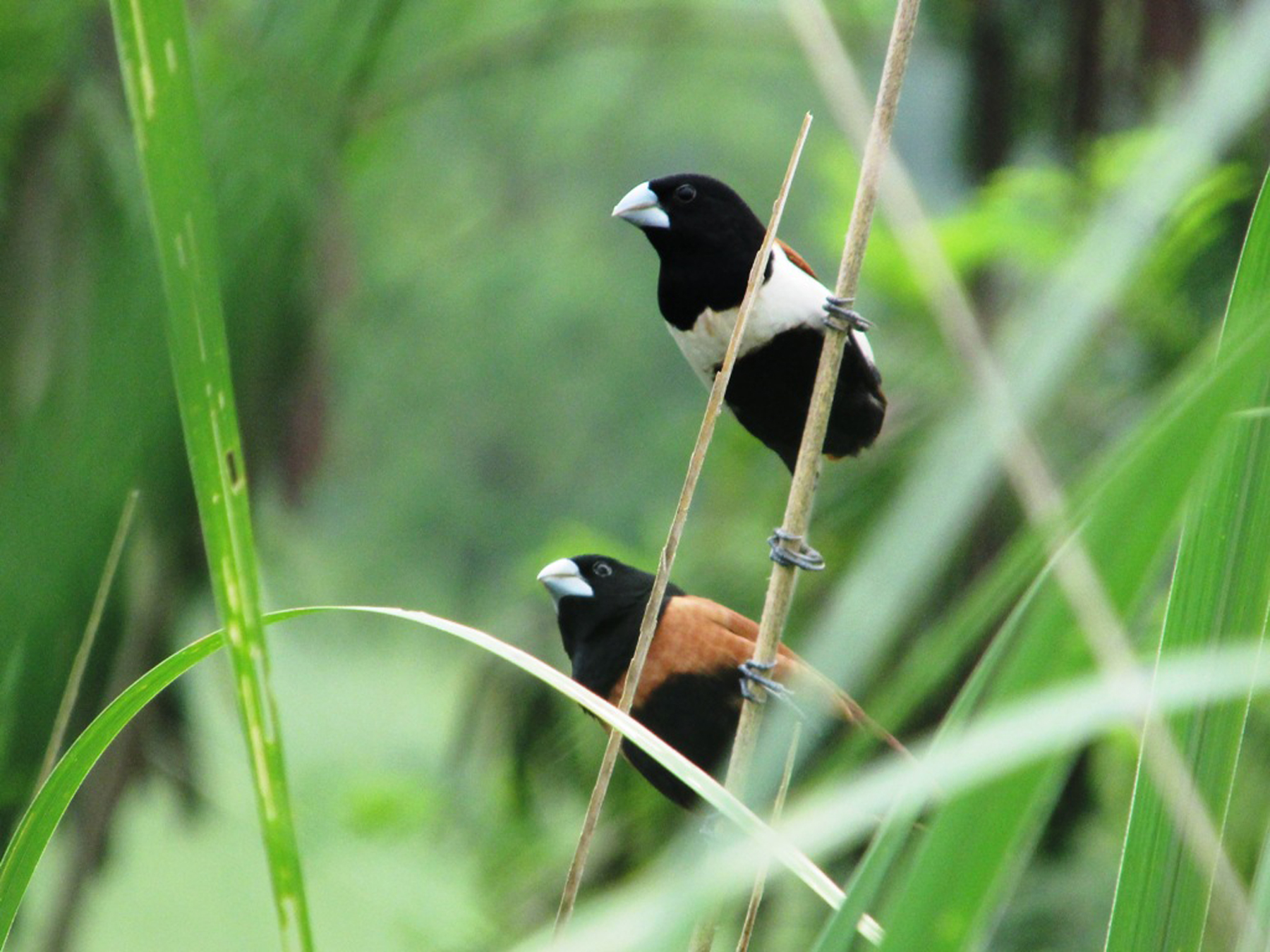 लोपोन्मुख प्रजातिको कालो टाउके मुनिया