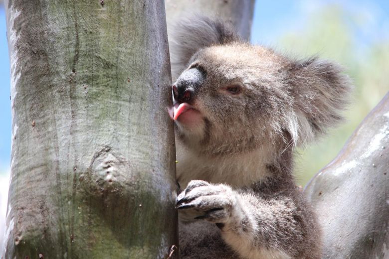 Estimated 3 billion animals affected by Australia bushfires: study