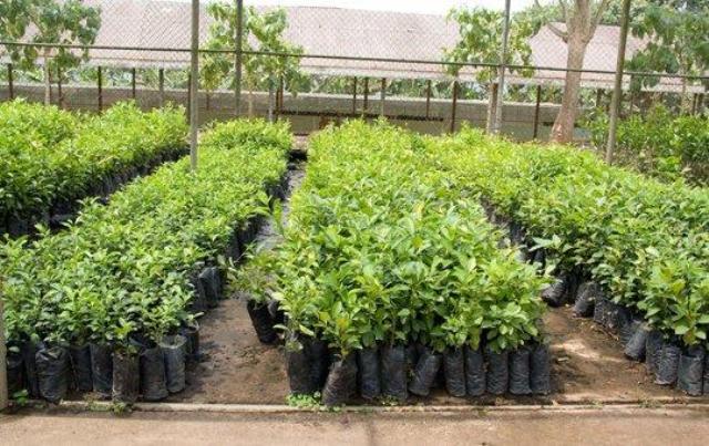 बिरुवा निर्यात गर्दै तनहुँ