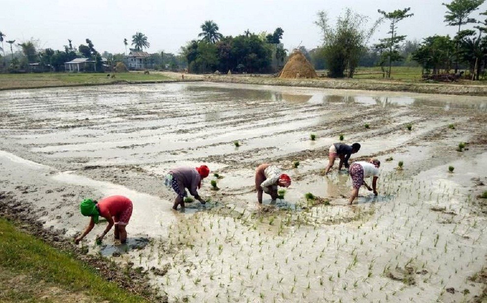 बाँकेमा असारमै सकिदै रोपाइँ
