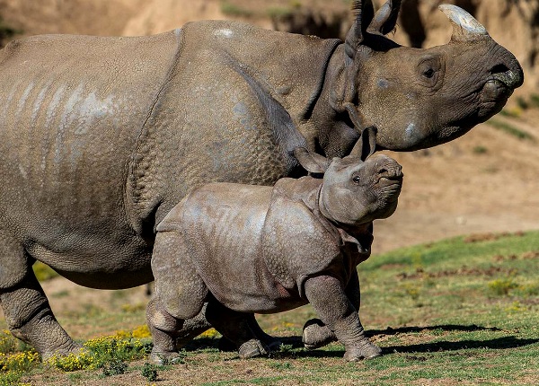 एक वर्षमा २६ गैंडा मरे