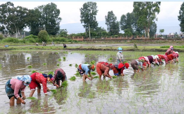 सुदूरपश्चिममा रोपाइँ समयमै सकिँदै